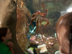 aquarium_octopus_1.jpg