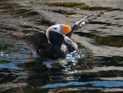 aquarium_puffin_1.jpg