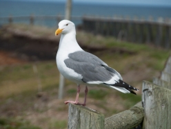 seagull_1.jpg