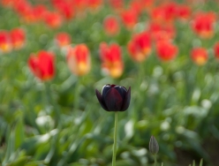 tulips_dark_1.jpg