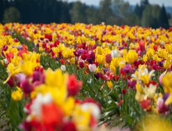 tulips_mixed_1.jpg