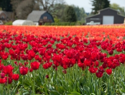 tulips_red_1.jpg